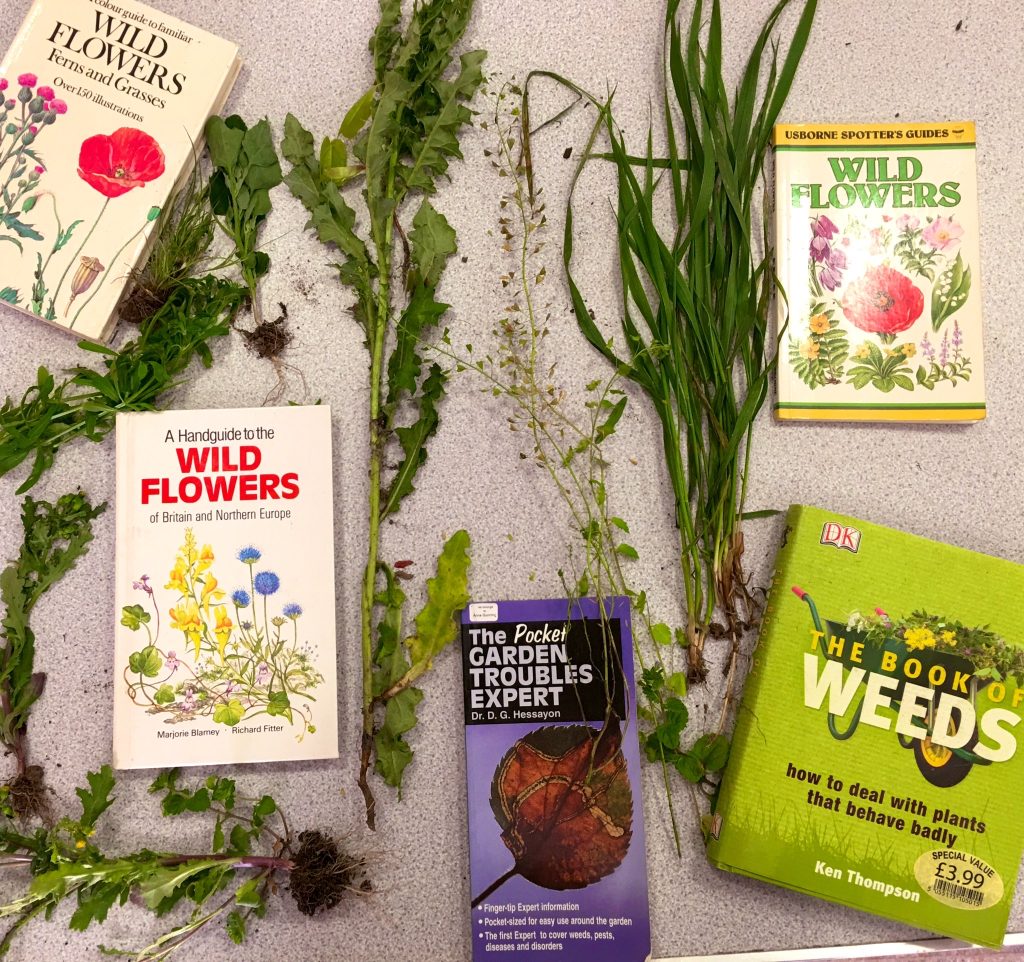 The Impact of Competition on Plant Health: The good things about weeds.